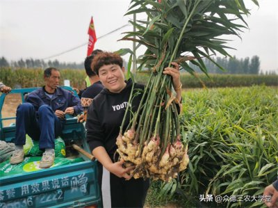 山东大姜价格最新行情（山东大姜实时市价速览）